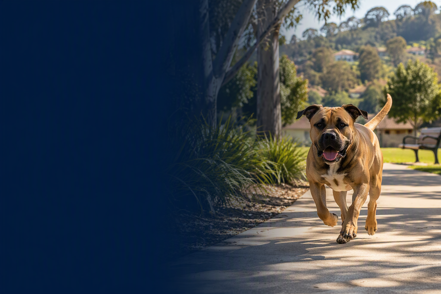 Dog off lead in a suburban park for dog attack compensation claims